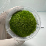 Utricularia graminifolia