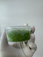 Utricularia graminifolia