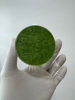 Utricularia graminifolia