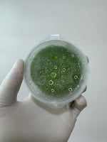 Utricularia graminifolia