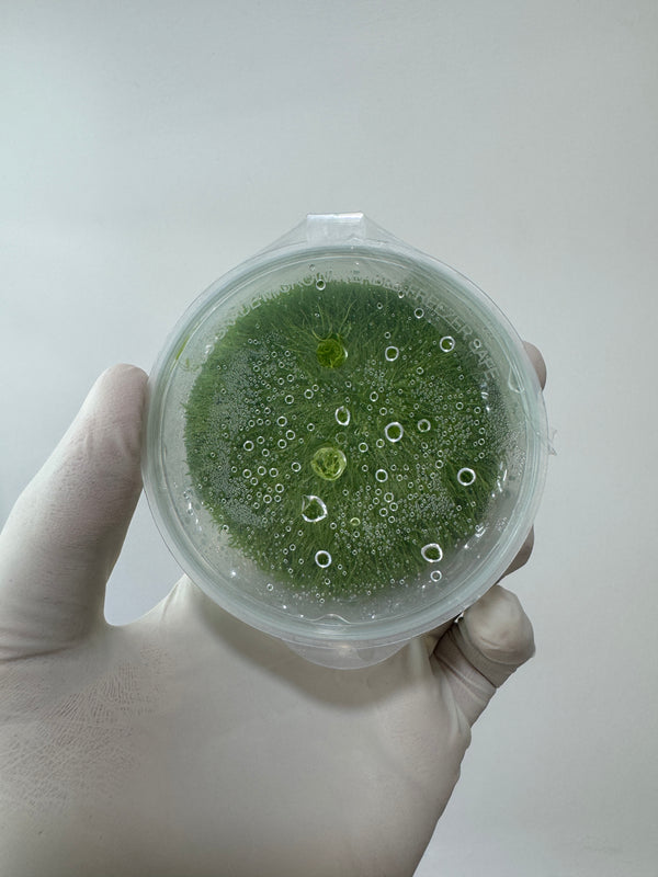 Utricularia graminifolia