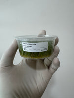 Eleocharis parvula 'Dwarf Hairgrass'