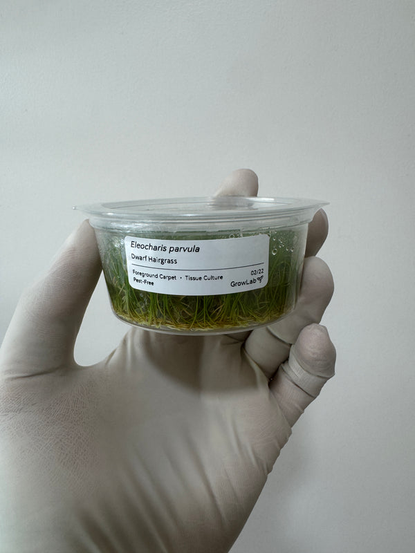 Eleocharis parvula 'Dwarf Hairgrass'