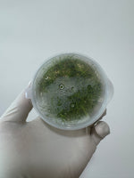 Eleocharis parvula 'Dwarf Hairgrass'