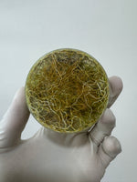 Eleocharis parvula 'Dwarf Hairgrass'