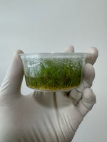 Eleocharis parvula 'Dwarf Hairgrass'