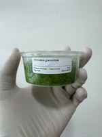 Utricularia graminifolia