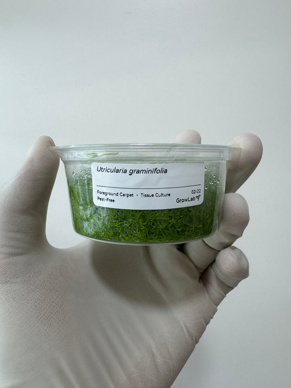 Utricularia graminifolia