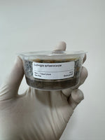 Ludwigia sphaerocarpa