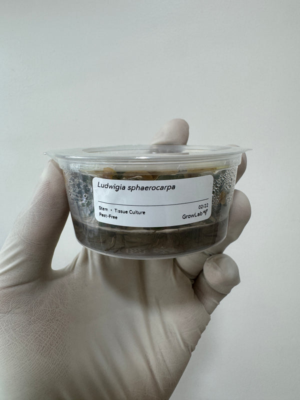 Ludwigia sphaerocarpa