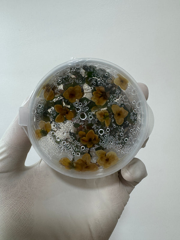 Ludwigia sphaerocarpa