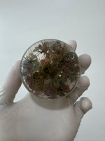 Ludwigia sphaerocarpa