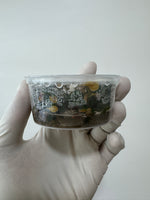 Ludwigia sphaerocarpa